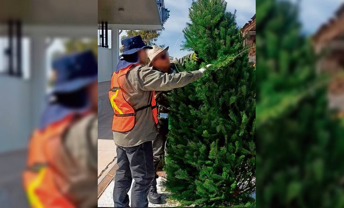 La Profepa indica que en 2024 revisó 567 mil 330 árboles importados. Foto: Especial