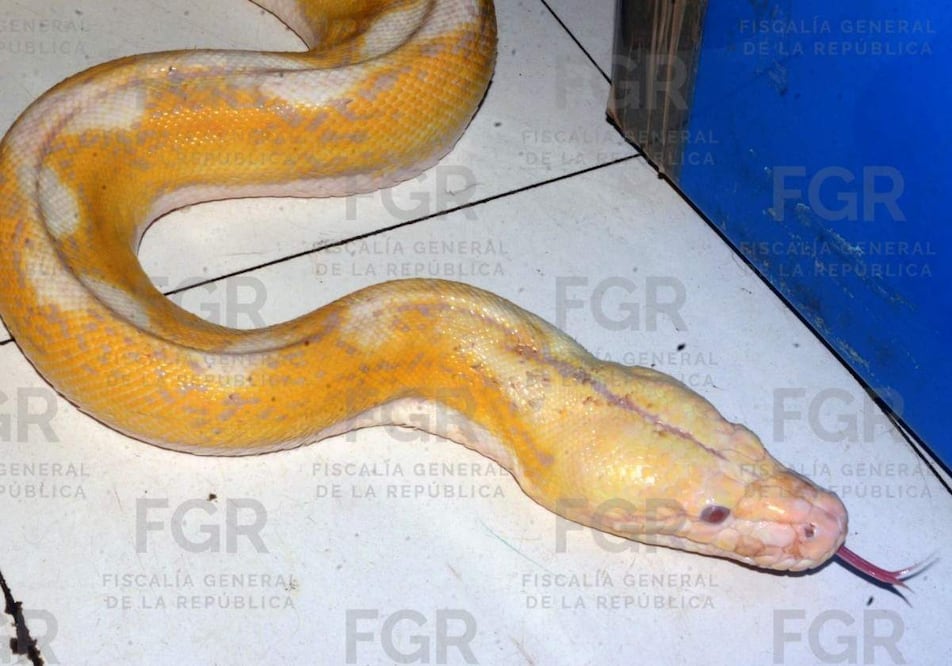FGR asegura a 4 serpientes pitón en Tepoztlán. Foto: Especial