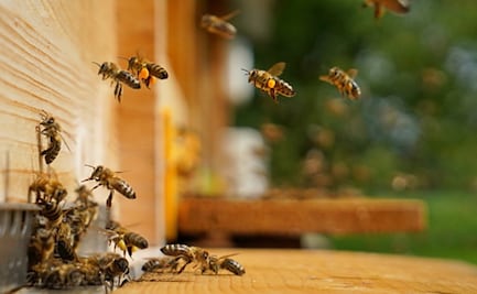 Abejas africanas atacan a estudiantes de la prepa CBTIS 9 en Campeche 