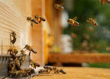 Abejas africanas atacan a estudiantes de la prepa CBTIS 9 en Campeche