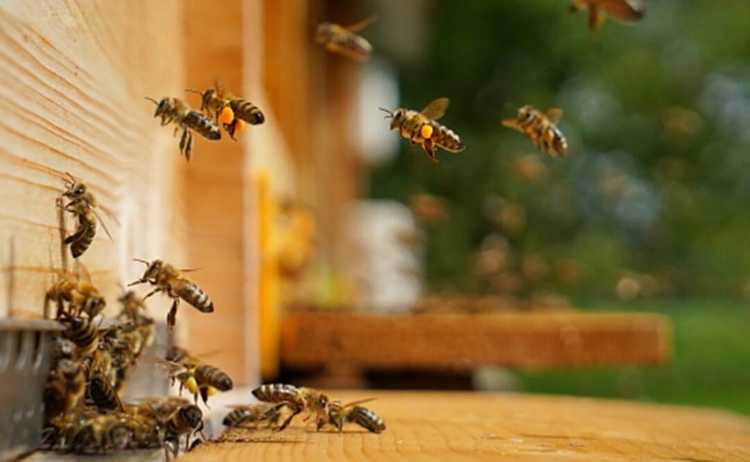El panal se encontraba detrás de la puerta de un salón, por lo que los insectos fueron alarmados cuando los alumnos azotaron la puerta. Foto: Pixabay