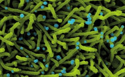 Un antiviral nasal en spray bloquea la transmisión del coronavirus en hurones