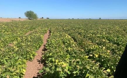 Piden reforzar vigilancia en campos agrícolas para evitar saqueo en Sinaloa