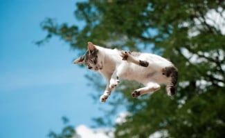 ¿Por qué los gatos siempre caen de pie?; conoce a qué se debe esta peculiar agilidad