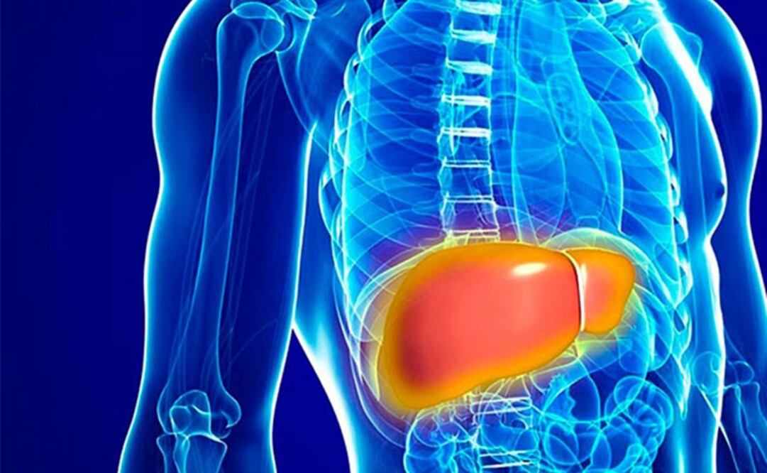El hígado desempeña funciones básicas en el metabolismo a través la insulina. Foto: Especial