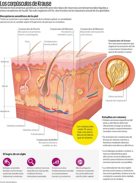 En la piel humana están los secretos de la respuesta sexual