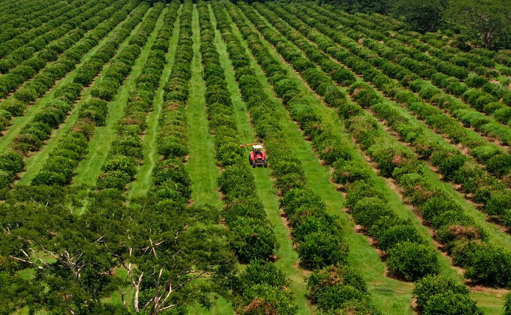 Foto: Cortesía Citrus Patrimonial