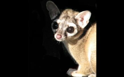 Cacomixtle, aves y borregos, entre los envenenados con pollo en Almoloya de Juárez 