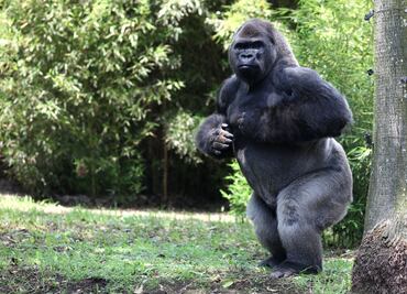 Necropsia de Bantú aún no está lista: Mercado