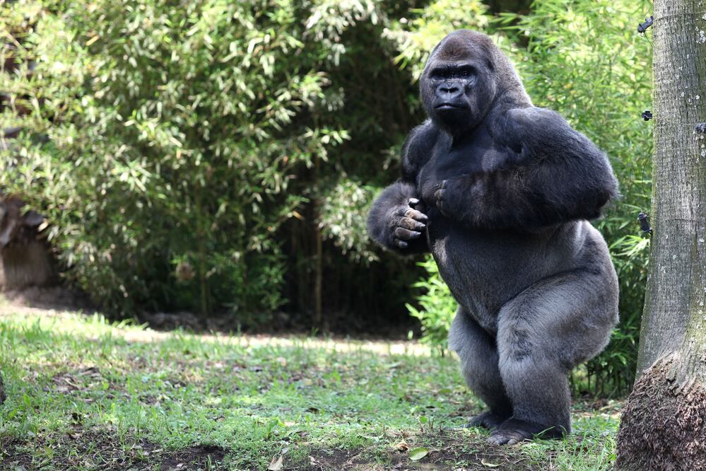 ARCHIVO / EL UNIVERSAL