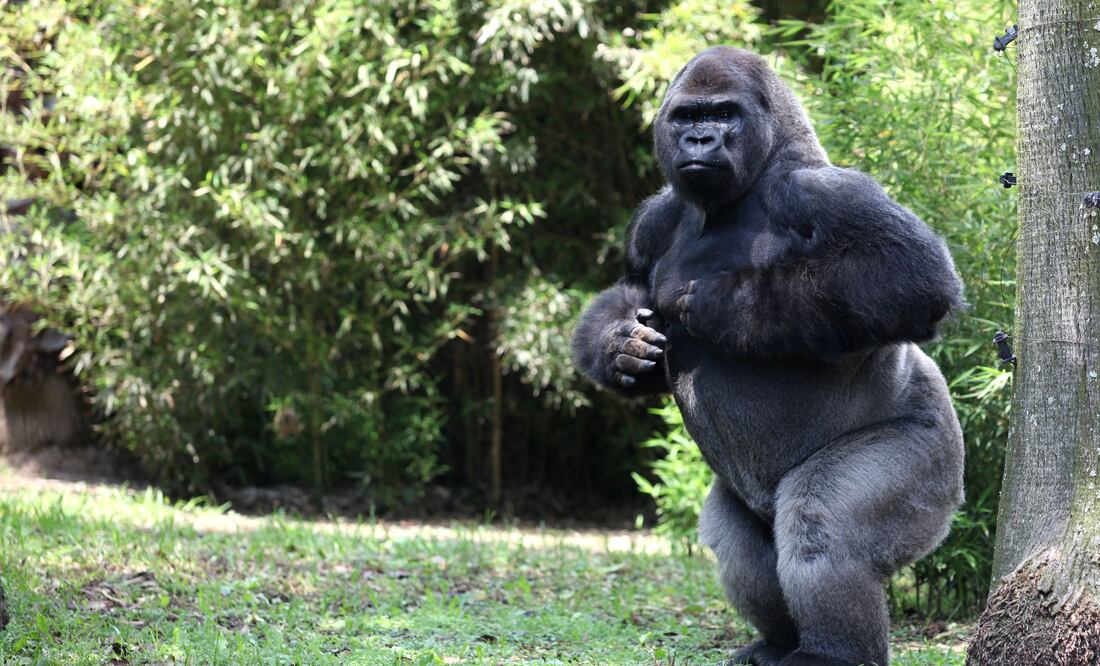 ARCHIVO / EL UNIVERSAL