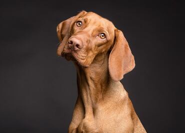 Director de ballet agrede a periodista con heces de perro en Alemania