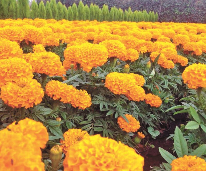 Plantío de flor de cempasúchil, originaria de México. ESPECIAL
