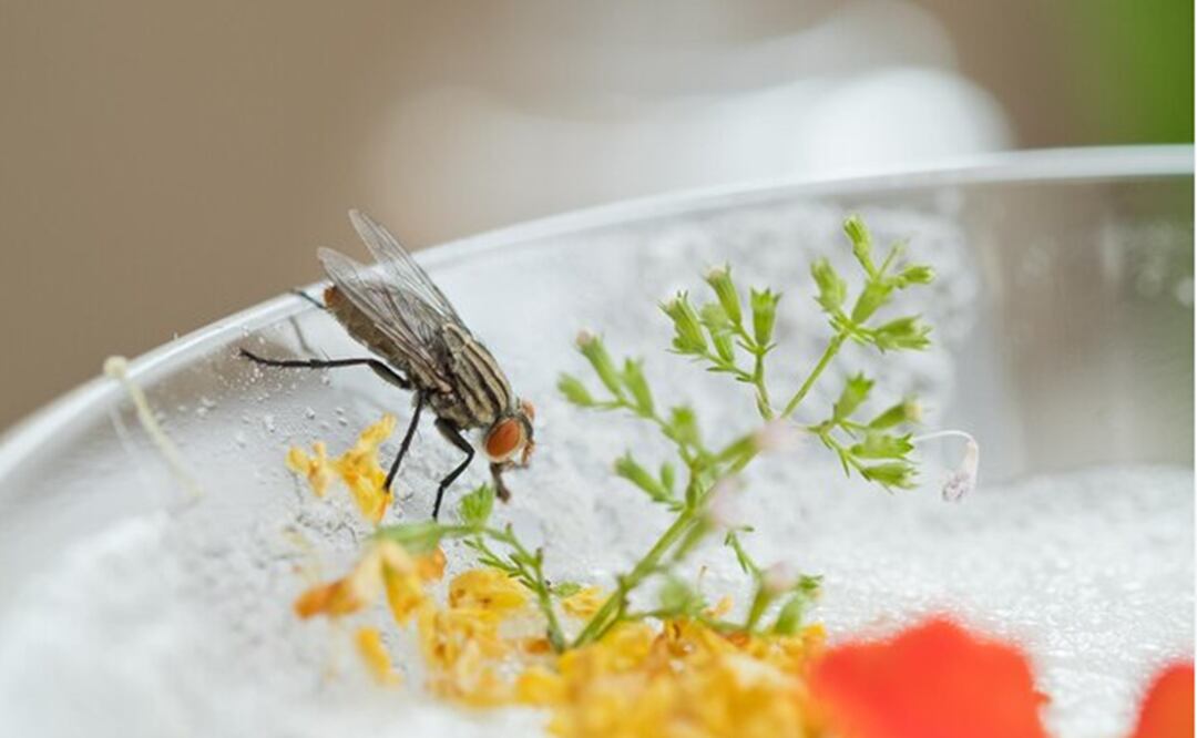 Su aparición representa un riesgo sanitario. Foto: Freepik