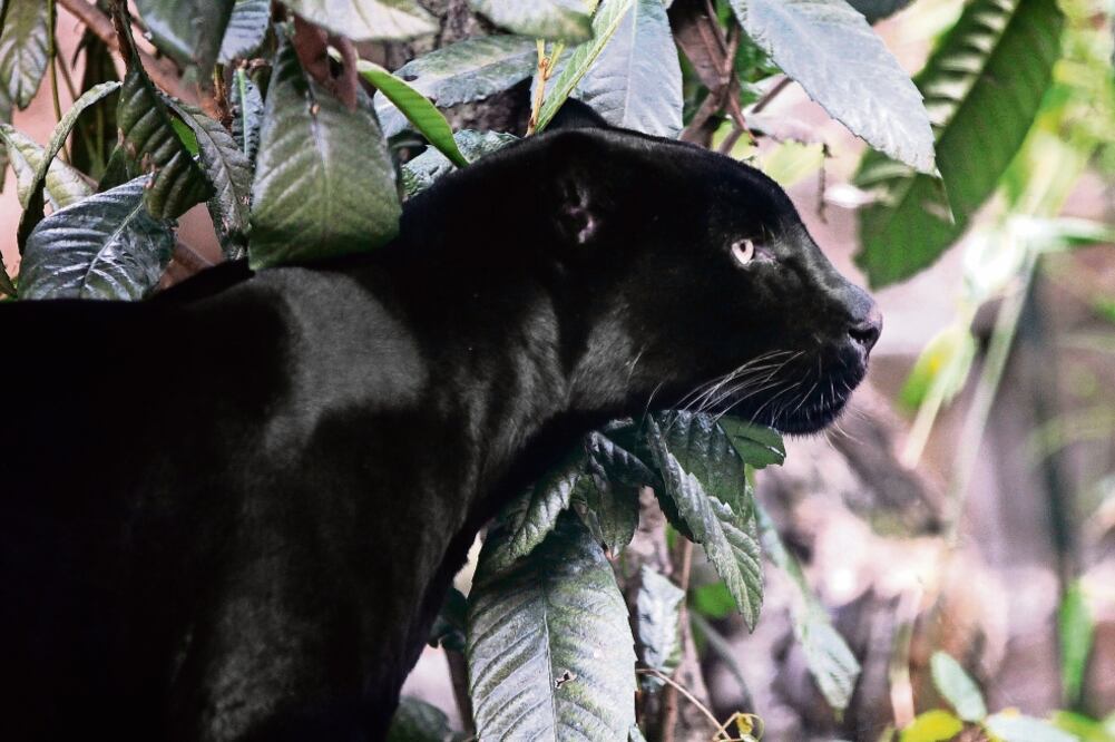 Las panteras negras son originarias de Sudamérica, Centroamérica y parte de EU y es el mayor de los felinos de América (JUAN CARLOS REYES. EL UNIVERSAL)