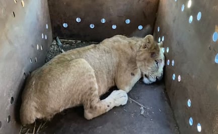 Rescatan a cachorro de león africano dentro de remolque en Sinaloa; estaba desnutrido y con los colmillos limados