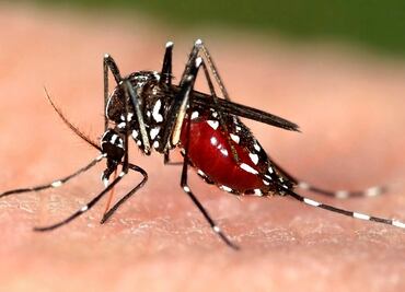 Inicia en Tabasco operativo contra dengue, zika y chikungunya