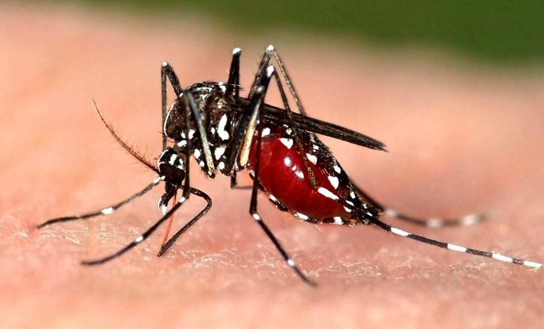 Foto: Archivo/ EL UNIVERSAL