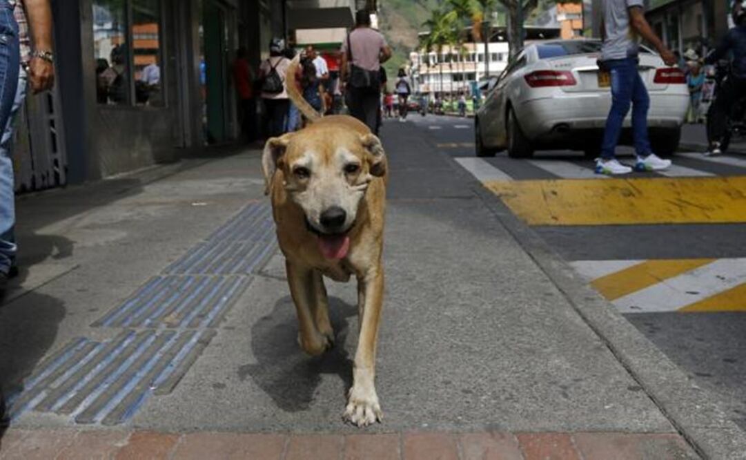 "Marcos" hace recordar la historia de Hachiko (Foto: John Jairo Bonilla/ EL TIEMPO / GDA)