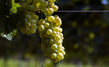 Conoce las uvas blancas de la Rioja