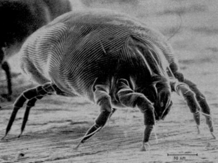 Vacuna basada en ácaros combate la dermatitis con eficacia 