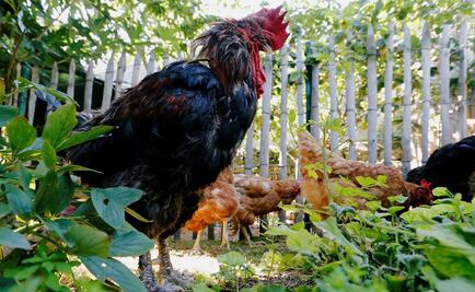 Gallo en Francia gana juicio para cantar todas las mañanas