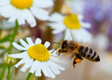 Con el Día Mundial de las Abejas promueven cuidado de esta especie