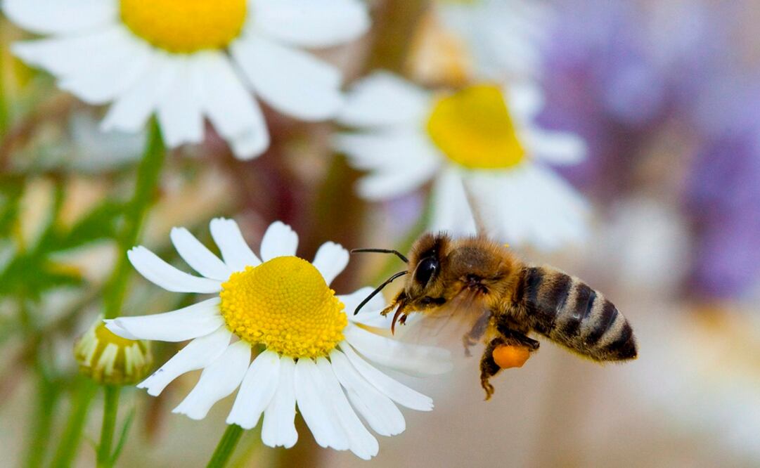 FOTO: Archivo. EL UNIVERSAL