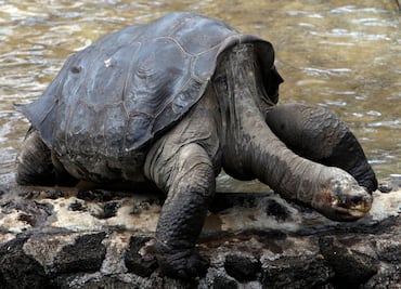 El Solitario George vuelve a las Galápagos; esta vez embalsamado