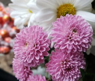 Prepárate para el Festival de las Flores de otoño en Reforma