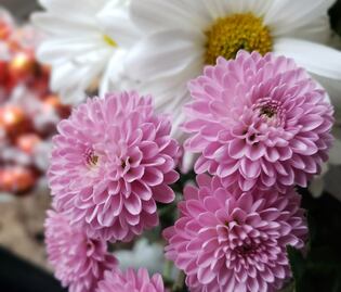 Prepárate para el Festival de las Flores de otoño en Reforma