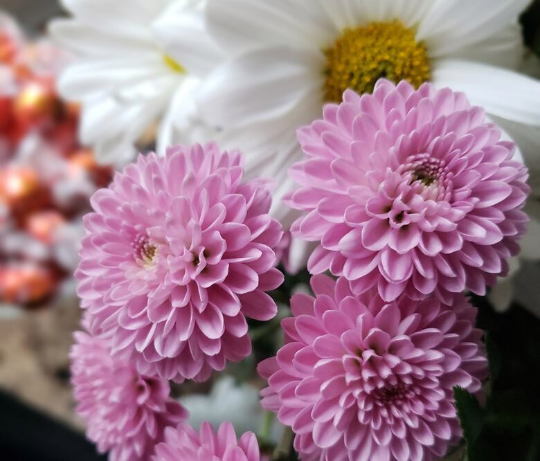 El Festival de las Flores de otoño se llevará a cabo en Paseo de la Reforma /Foto: Pixabay