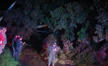 Cae árbol en la carretera a Cahuacán y provoca afectaciones con ambos sentidos de la vialidad