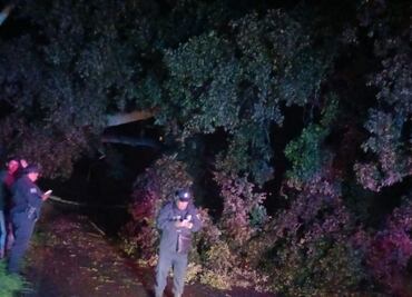 Cae árbol en la carretera a Cahuacán y provoca afectaciones con ambos sentidos de la vialidad