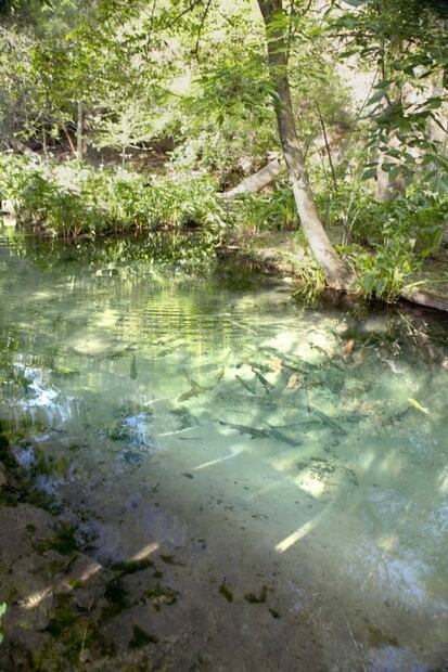 Aprovecha el sabor y las propiedades de la trucha