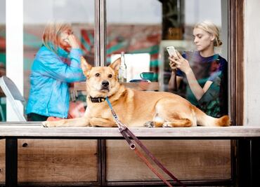 Diputada local Elizabeth Mateos presentó una iniciativa para que la CDMX sea pet friendly