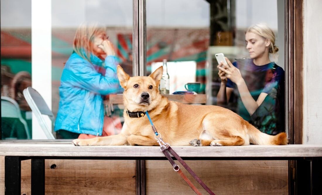 En la ciudad puedes encontrar varios lugares pet friendly / Foto: Pixabay