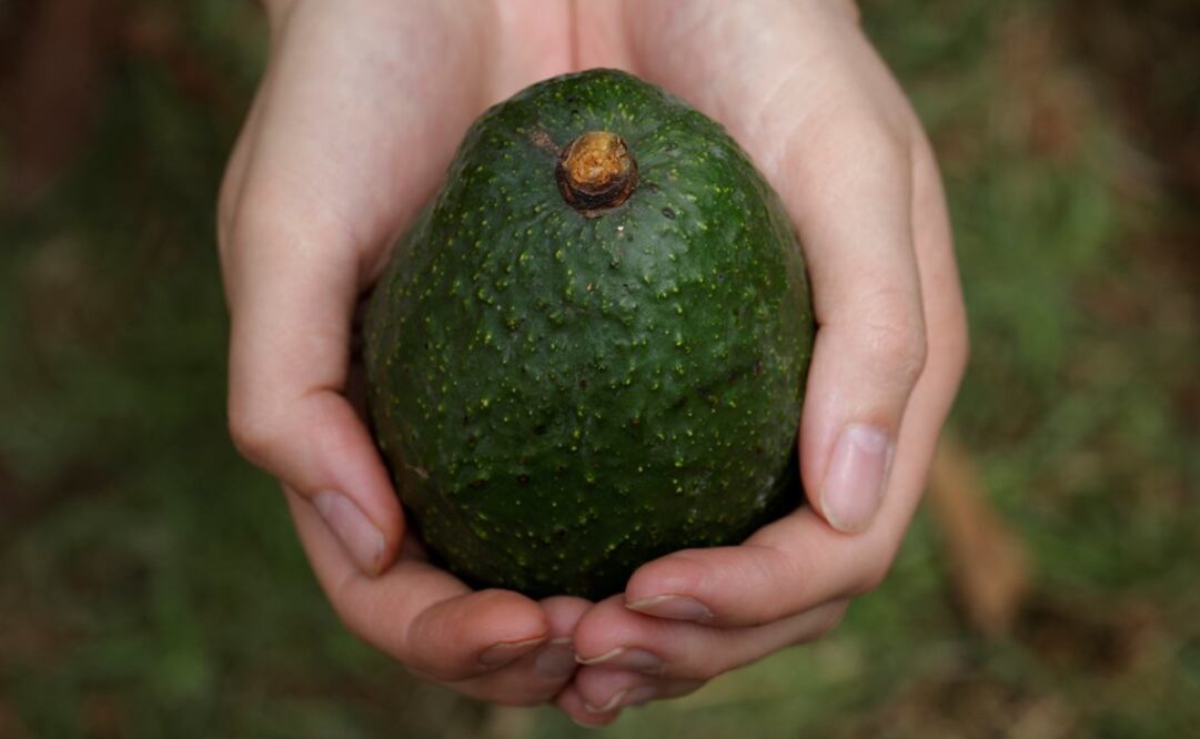According to the researchers, people injure themselves because they use a knife to remove the avocado pit instead of a spoon - Photo: File Photo/EL UNIVERSAL