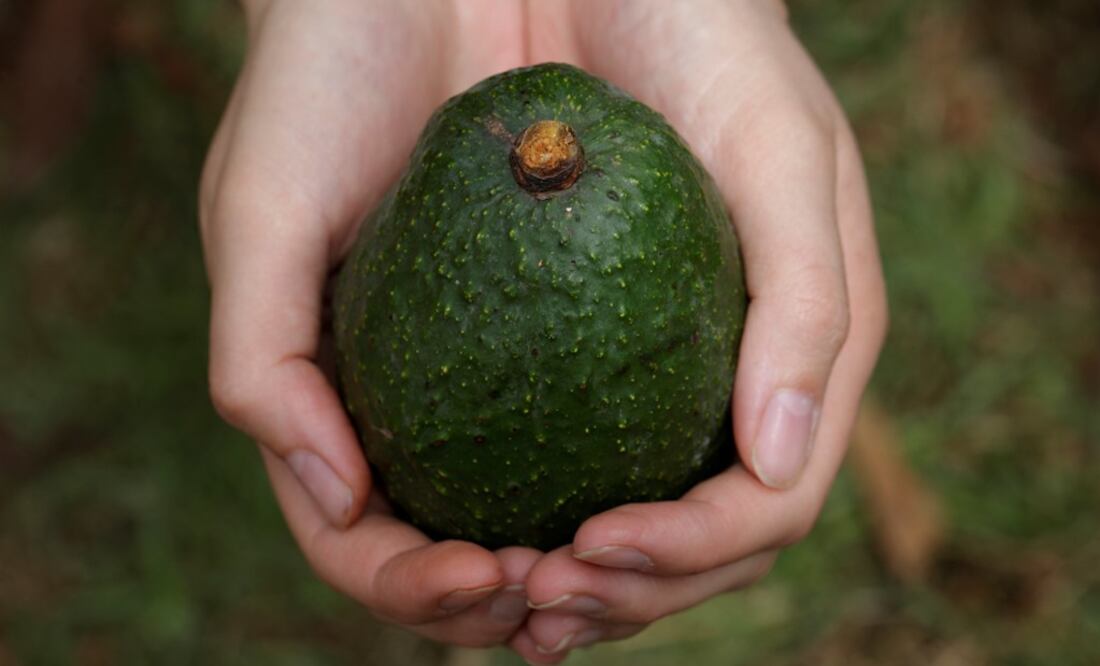 According to the researchers, people injure themselves because they use a knife to remove the avocado pit instead of a spoon - Photo: File Photo/EL UNIVERSAL