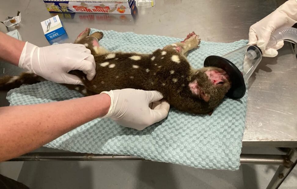 El quol de cola manchada fue llevado al veterinario para comprobar que no tenía un microchip y lo trataron por sarna, antes de que le tomaran algunos cabellos para muestras de ADN. Será devuelto a la naturaleza en los alrededores que conoce. Foto:  Australian National Parks and Wildlife Service