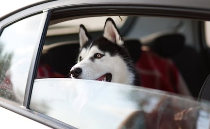 Cuál es la multa por llevar a tu perro en el auto en la CDMX