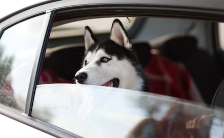 Cuál es la multa por llevar a tu perro en el auto en la CDMX
