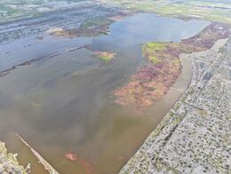 Lago de Texcoco regresa a la vida silvestre