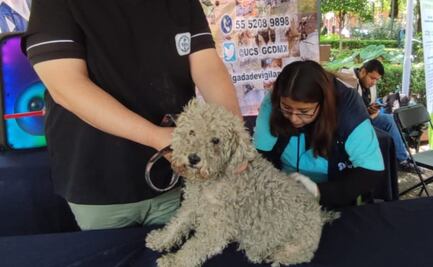 Jornada de Bienestar Animal: esterilizan y vacunan a más de 100 perros y gatos en MH
