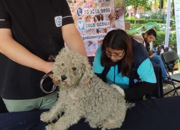 Jornada de Bienestar Animal: esterilizan y vacunan a más de 100 perros y gatos en MH