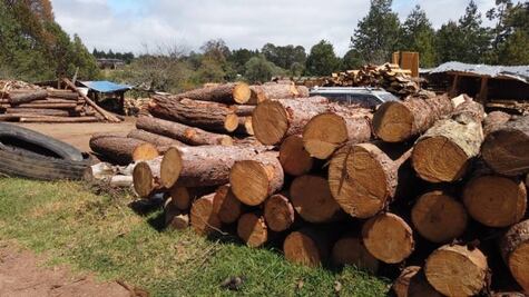 Entra en vigor reforma contra tala ilegal en CDMX; prevé hasta 20 años de prisión