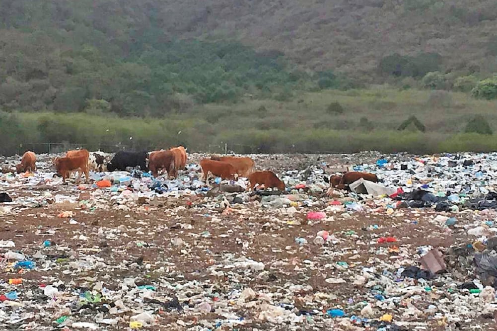En Hidalgo se generan 2 mil 804 toneladas de residuos sólidos al día, de los cuales 10% son plásticos y sólo 2.4% son reciclados. Foto: ESPECIAL