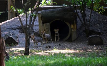 Nacen 8 crías de lobo mexicano en Zoológico Los Coyotes