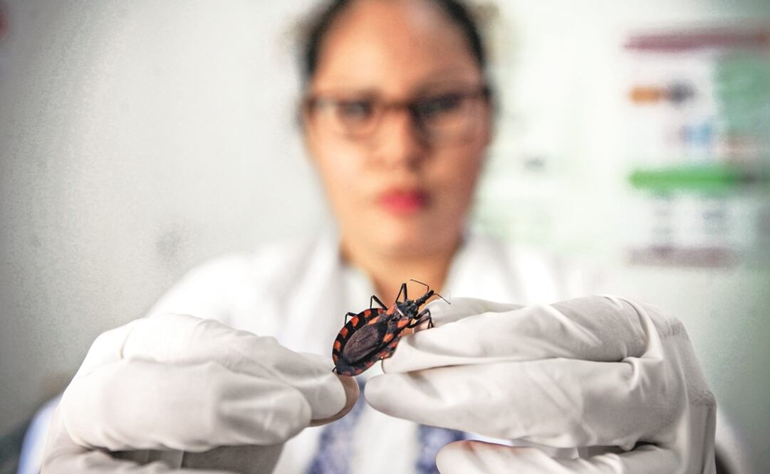 Enfermedad de Chagas, un enorme y silencioso mal. Foto: Archivo | El Universal