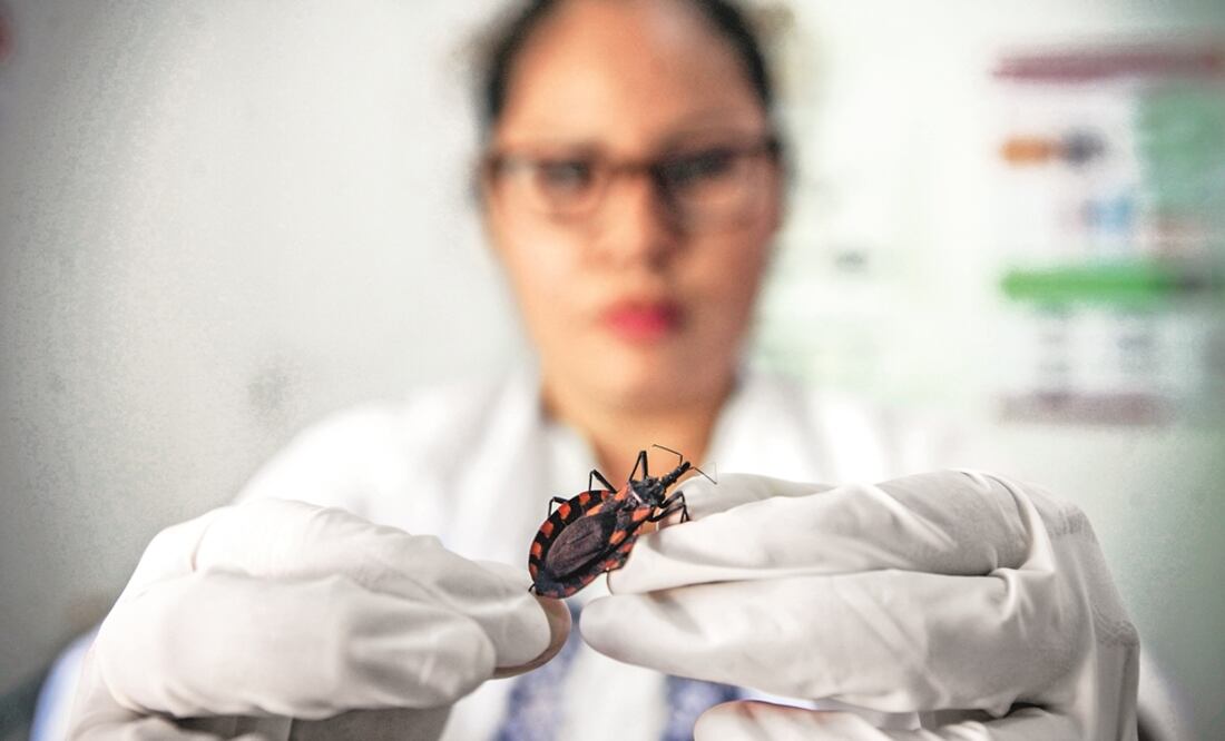 Enfermedad de Chagas, un enorme y silencioso mal. Foto: Archivo | El Universal